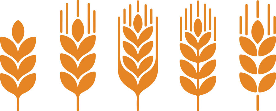 Wheats rye rice ears set icons design elements of organic agricultural food. Harvest wheat grain for beer logo, growth rice stalk and whole bread grains, barley field cereal nutritious - stock vector