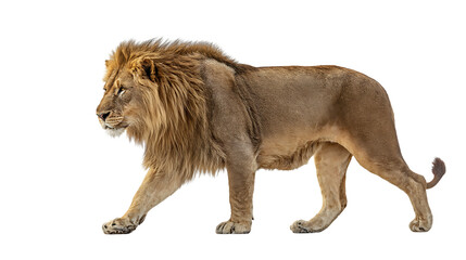 Obraz premium A majestic male lion walking isolated on transparent background with a shaggy mane