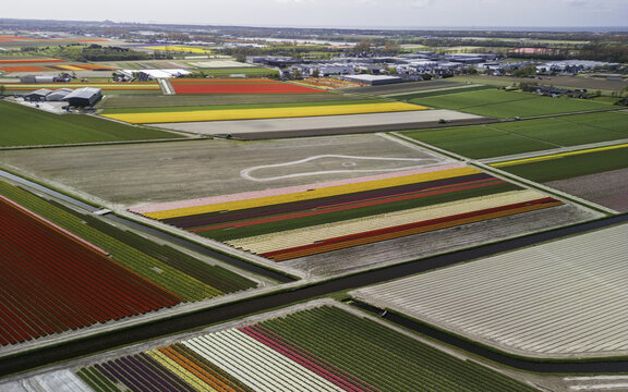 Aerial view of vibrant, multicolored tulip fields creating a breathtaking patchwork quilt under the soft sky, Lisse, South Holland, Netherlands.