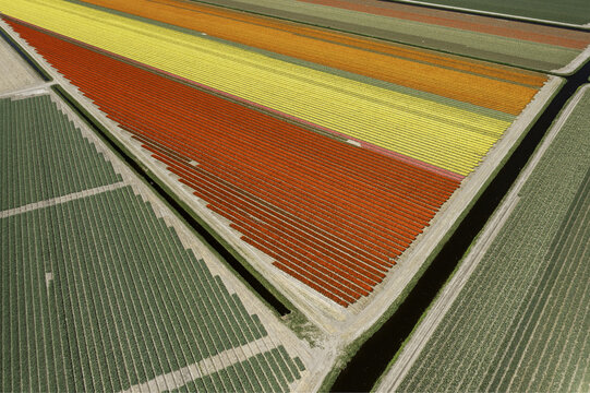 Aerial view of fields exploding in vibrant hues of red, yellow, and orange, bordered by neat rows of green, Lisse, Netherlands.