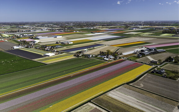 Aerial view of vibrant tulip fields stretching across the landscape like a colorful quilt, Lisse, Netherlands.