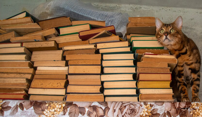 The Bengal cat loves to read old books.