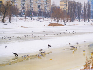 Wild birds including gulls and crows are gathering on a partially frozen river in a city during winter, with snow covering the banks and urban buildings in the background