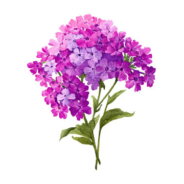 Watercolor isometric vector-style illustration of Verbena Bouquet, isolated on white background.
