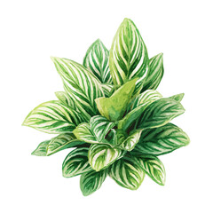 Watercolor isometric artwork featuring Zebra Plant, presented on white background. © John