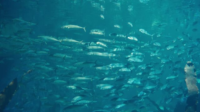 A mesmerizing underwater video showing a massive school of silver fish, like mackerel or herring, swimming in unison through deep blue water. A beautiful and serene scene of marine life in motion.