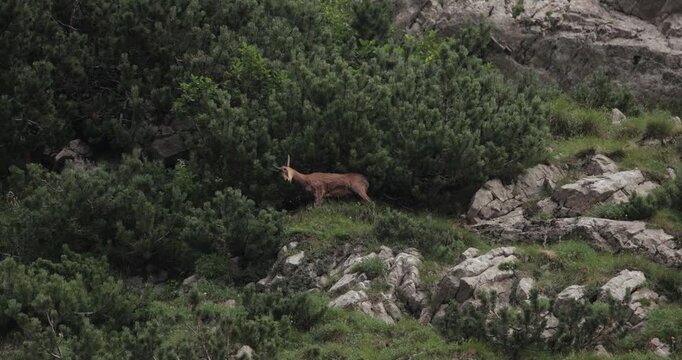 Wild mountain goat between dwarf mountain pine trees