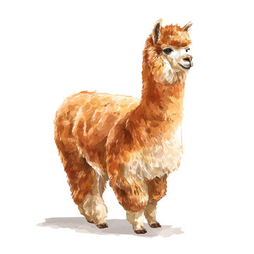 Isometric watercolor rendering of Alpaca, isolated on a clean white background.