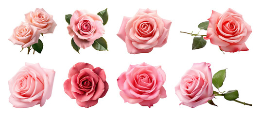 Obraz premium PNG Elegant pink roses variety, transparent background
