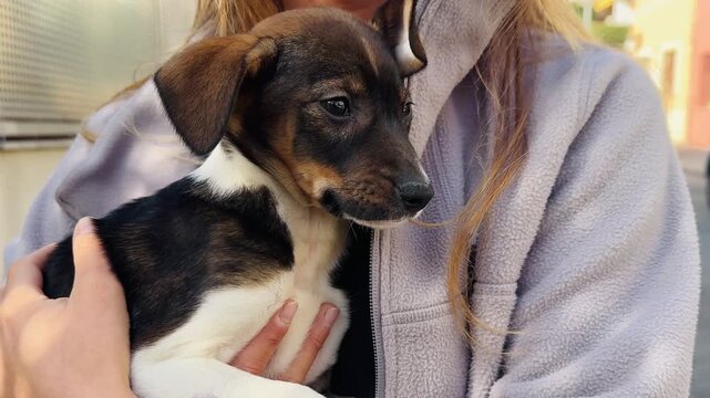 Sweet Rescue Puppy in Motion Being Lovingly Held in Arms on Urban Street