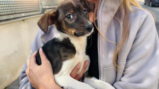 Sweet Rescue Puppy in Motion Being Lovingly Held in Arms on Urban Street