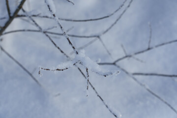 Shrub branches covered with frost. Top-down view looking downward, where bare bushes covered with fluffy snow are visible on the snowy ground. Winter background, copy space.