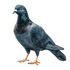 Pigeon, whimsical watercolor vector illustration with vibrant highlights and delicate strokes, isolated on a white background.
