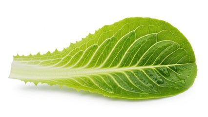 Single Fresh Green Romaine Lettuce Leaf Isolated on White Background