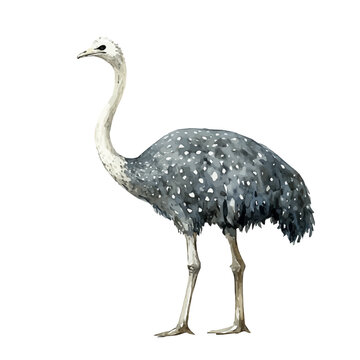 Ostrich, playful watercolor vector painting with subtle shadowing and soft gradients, isolated on a white background.
