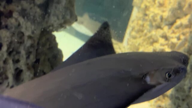fish in aquarium
