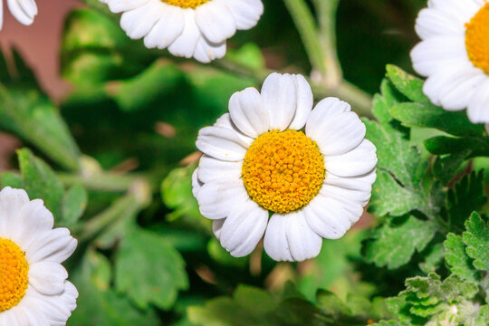 (Tanacetum parthenium) Feverfew white flowers during spring, Cape Town, South Africa