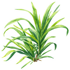 Obraz premium Lemongrass illustrated in isometric watercolor style, isolated on white.