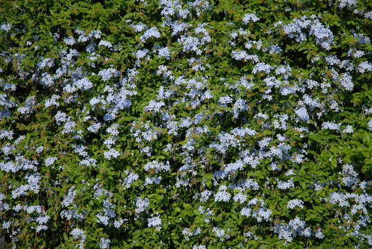 Sky Flower