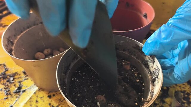 Hands carefully prepare pots with soil and seeds in a bright workspace. Each pot is filled with hope for new growth as the gardener nurtures the earth with care and passion.