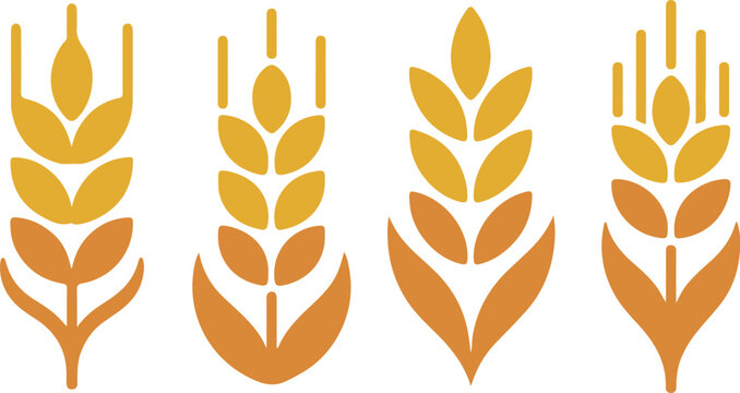  Wheats rye rice ears set icons design elements of organic agricultural food. Harvest wheat grain for beer logo, growth rice stalk and whole bread grains, barley field cereal nutritious - stock vector
