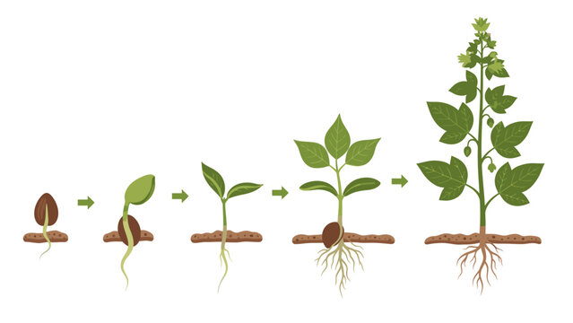 Illustration of a plant's growth stages from seed to maturity with green leaves and roots on a white background.