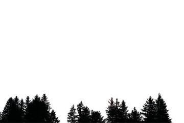 Fototapeta premium Ein Wald mit Fichten und Tannen im Gegenlicht. Schwarze Bäume, freigestellt in png