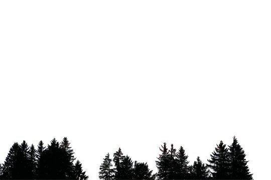 Ein Wald mit Fichten und Tannen im Gegenlicht. Schwarze B&auml;ume, freigestellt in png
