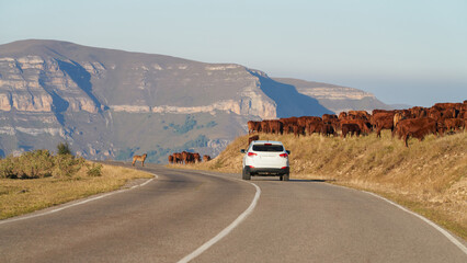 A herd of cows is being driven across a highway to a mountain pasture. A car is driving along a serpentine road. A guard dog stands on the road.