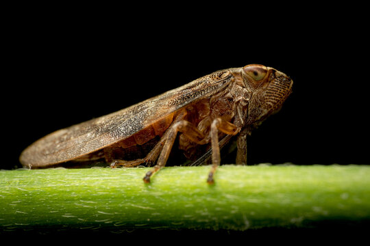 The meadow spittlebug - Philaenus spumarius