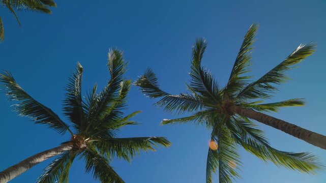 Palm Trees Viewed from Base with Blue Sky and Lens Flare