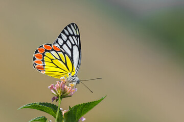 Obraz premium Delias eucharis, the Common Jezebel is a medium-sized pierid butterfly found in many areas of South and Southeast Asia, mainly in the non-arid regions of India, Sri Lanka, Indonesia, Myanmar, Thailand