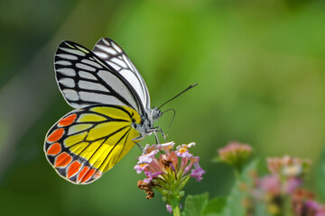 Obraz premium A beautiful Common Jezebel butterfly (Delias eucharis) is seated on Lantana flowers, a close-up side view of colourful wings in a blurred green background, West Bengal, India