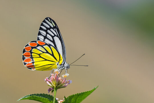 Delias eucharis, the Common Jezebel is a medium-sized pierid butterfly found in many areas of South and Southeast Asia, mainly in the non-arid regions of India, Sri Lanka, Indonesia, Myanmar, Thailand