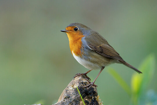 Rotkehlchen (Erithacus rubecula)