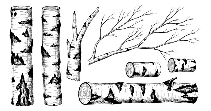 Hand drawn line art birch wood elements set featuring logs, trunks, and bare branches for nature and rustic design