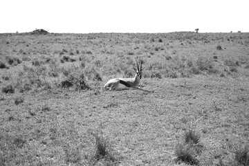 thomson gazelle just relaxing in the wild 
