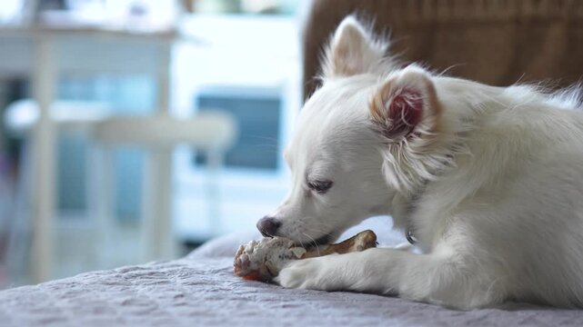 Small white dog chewing on a bone while lying on a soft gray blanket in a cozy indoor setting with blurred kitchen background elements visible