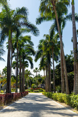 Tropical Pathway with Tall Palm Trees and Sunny Sky &ndash; Riviera Maya Resort