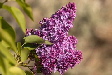 Purple lilac flowers