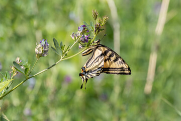 Tiger swallowtail on vetch flowers