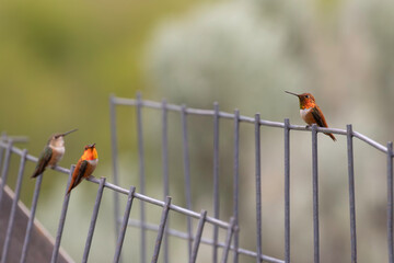 Rufous hummingbirds on a wire fence