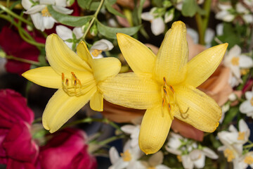 Yellow Daylily flower