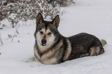 Naklejka premium Portrait of a malamute dog