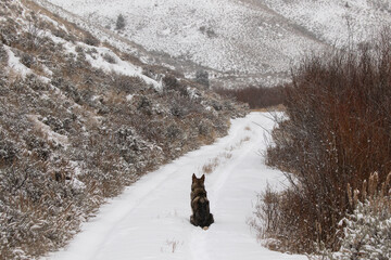 dog sitting in a snowy road