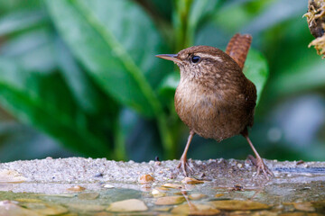 Zaunk&ouml;nig (Troglodytes troglodytes)