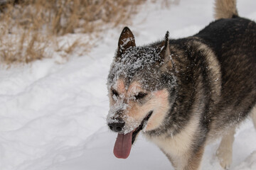Dog with blood on it's face