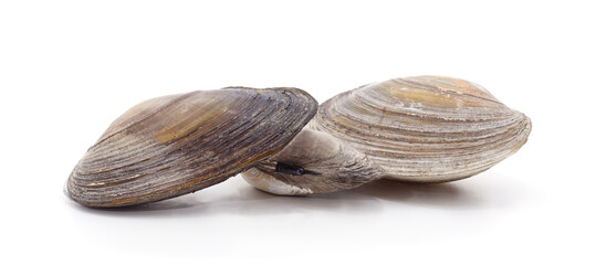 Three large river mussel shells.