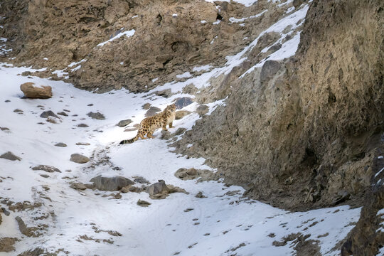 View of a snow leopard blending into the rocky, snow-dusted terrain under the harsh glare of the sun, a wild predator in its natural habitat, Hunza, Pakistan.