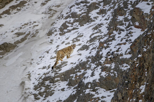 View of a snow leopard elegantly traversing a steep, snow-dusted rocky mountain face, its patterned coat blending seamlessly with the stark winter landscape, Hunza, Pakistan.